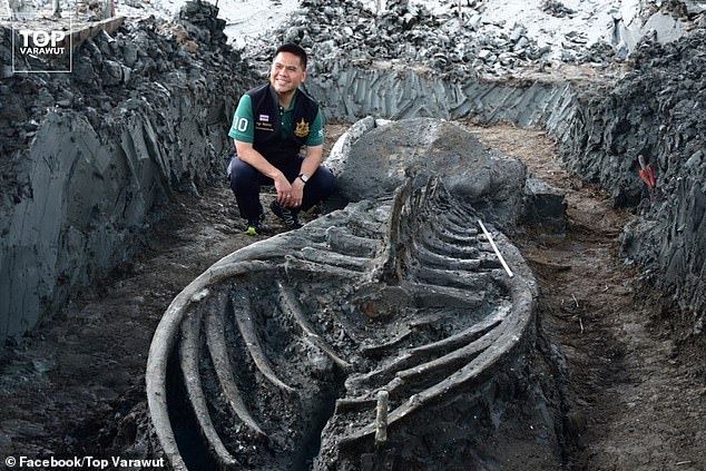 Researchers found the partially-fossilised bones, pictured — which belonged to a Bryde's whale — some 7.5 miles from the coast in Samut Sakhon, west of Bangkok